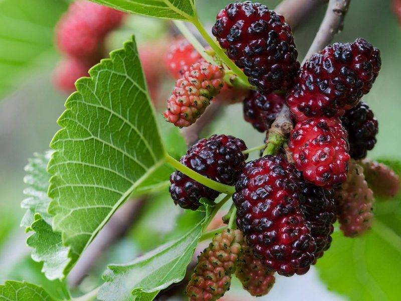 Шелковица купить саженцы из питомнике в Кимрах