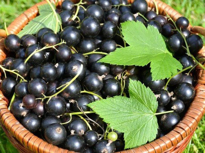 Смородина купить саженцы из питомника в Кимрах