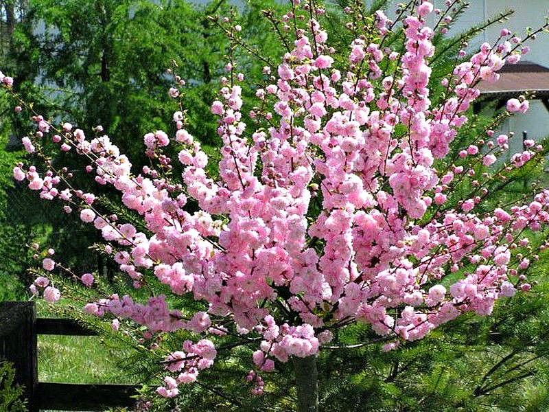 Миндаль купить саженцы из питомника в Кимрах