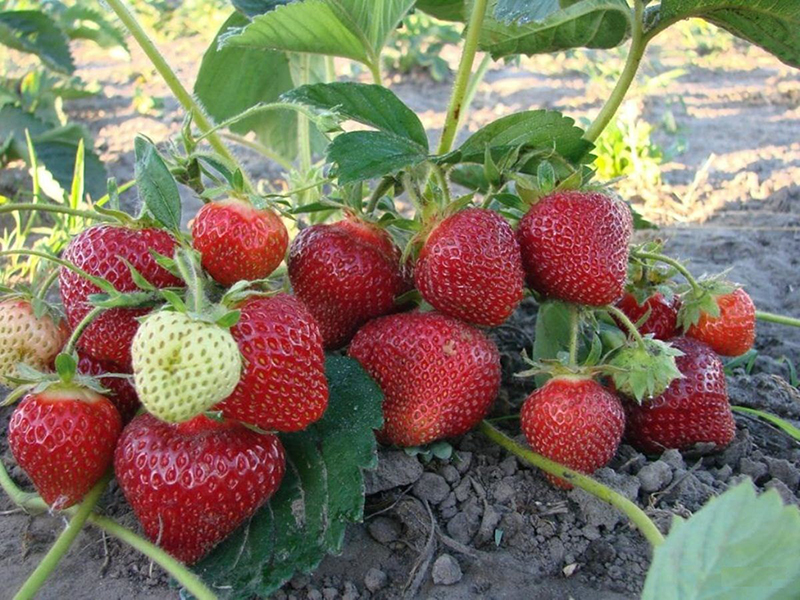 Клубника купить саженцы из питомника в Кимрах