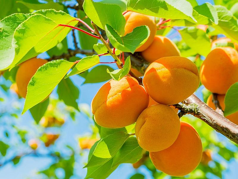 Абрикос купить саженцы из питомнике в Кимрах
