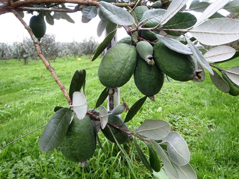 Фейхоа купить саженцы из питомнике в Кимрах