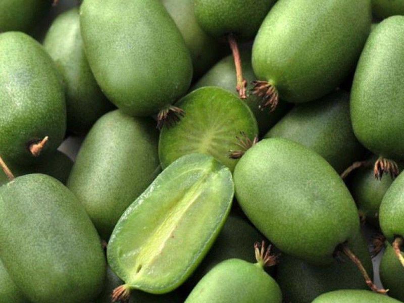 Актинидия купить саженцы из питомнике в Кимрах