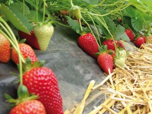 Клубника "БРИЛЛА" (7шт.)