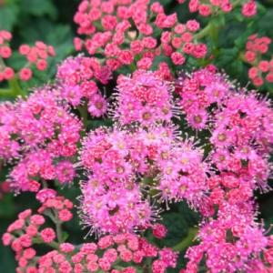 Спирея "БУЛАТА" (стакан Р9)