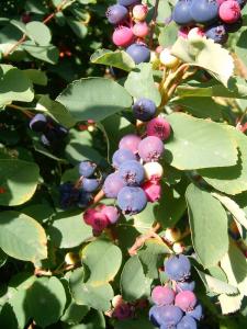 Ирга