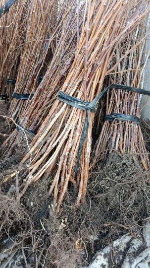 Малина "ПШЕХИБА"